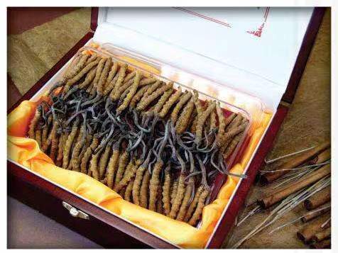 云溪冬虫夏草回收